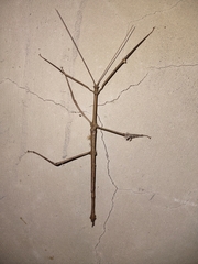 Cladomorphus phyllinus