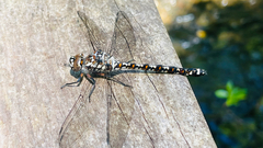 Austroaeschna hardyi