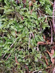 Eurhynchium striatum