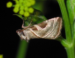Eucarta virgo