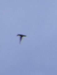 Aerodramus terraereginae