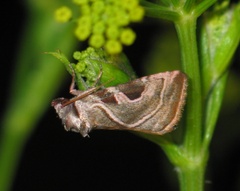 Eucarta virgo