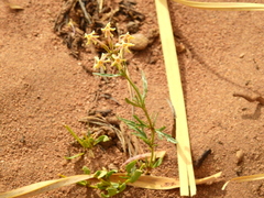 Glandularia flava