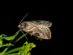 Eucarta virgo