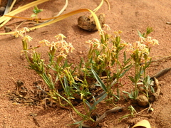 Glandularia flava