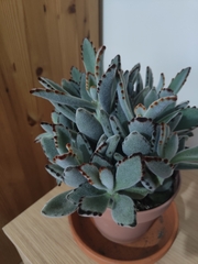 Kalanchoe tomentosa