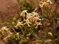 Glandularia flava