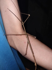 Cladomorphus phyllinus