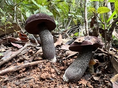 Sutorius australiensis