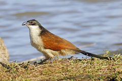 Centropus superciliosus burchellii