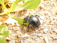 Nyctelia