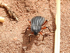 Epipedonota