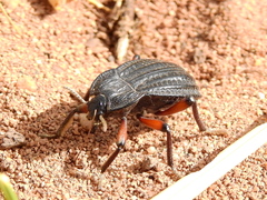 Epipedonota