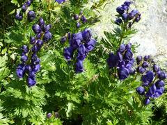 Aconitum tauricum