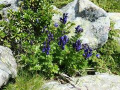 Aconitum tauricum