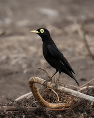 Hymenops perspicillatus