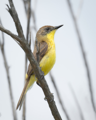 Pseudocolopteryx citreola