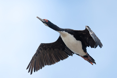 Leucocarbo bougainvillii