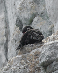 Poikilocarbo gaimardi