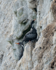 Poikilocarbo gaimardi