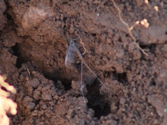 Callibaetis pictus