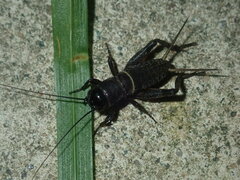 Gryllidea