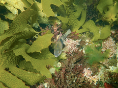 Notolabrus tetricus