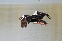 Plectropterus gambensis