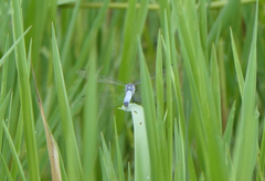 Brachydiplax denticauda