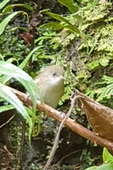 Zosterops borbonicus