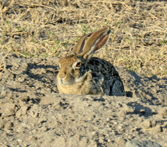 Lepus victoriae