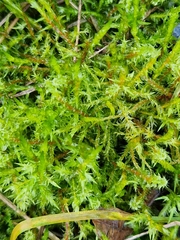 Calliergonella cuspidata