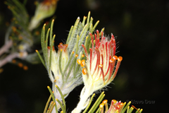 Adenanthos