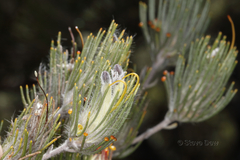 Adenanthos