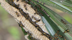 Ropalidia socialistica