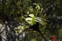 Macropidia fuliginosa