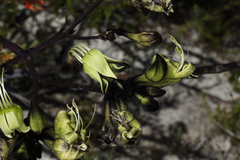 Macropidia fuliginosa