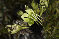 Macropidia fuliginosa