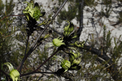 Macropidia fuliginosa