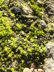 Tortula muralis