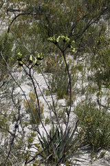 Macropidia fuliginosa