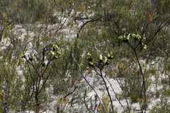 Macropidia fuliginosa