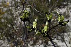 Macropidia fuliginosa