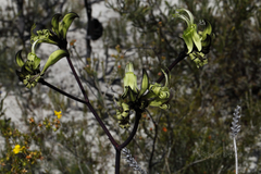 Macropidia fuliginosa