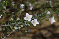 Cyanothamnus coerulescens