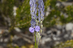 Comesperma calymega
