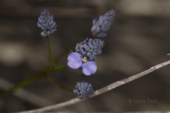 Comesperma calymega