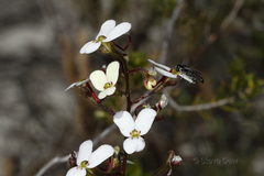 Stylidium piliferum