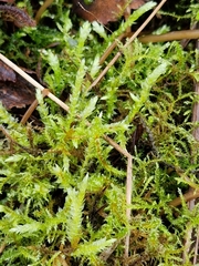 Calliergonella cuspidata