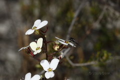 Stylidium piliferum